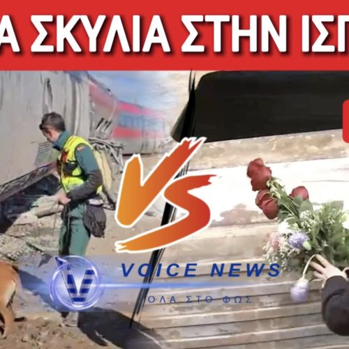 ΑΧ ΕΛΛΑΔΑ! ΔΕΙΤΕ ΠΩΣ ΨΑΧΝΟΥΝ ΣΤΑ ΣΥΝΤΡΙΜΜΙΑ ΤΩΝ ΤΡΕΝΩΝ ΤΑ ΣΚΥΛΙΑ ΤΩΝ ΙΣΠΑΝΩΝ ΚΑΙ ΘΥΜΗΘΕΙΤΕ ΠΩΣ ΤΟ ΜΑΞΙΜΟΥ ΑΠΑΓΟΡΕΨΕ ΑΝΤΙΣΤΟΙΧΕΣ ΕΡΕΥΝΕΣ ΣΤΑ ΤΕΜΠΗ! (ΒΙΝΤΕΟ & ΦΩΤΟ)