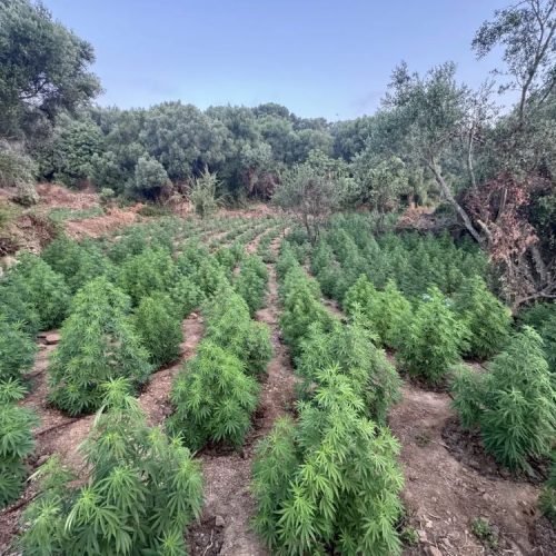 Εντοπίστηκε μεγάλη φυτεία δενδρυλλίων κάνναβης μέσα σε δύσβατη δασική έκταση – Συνελήφθησαν δύο αλλοδαποί