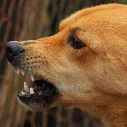 Στο νοσοκομείο 7χρονος μετά από επίθεση σκύλου στο Ηράκλειο