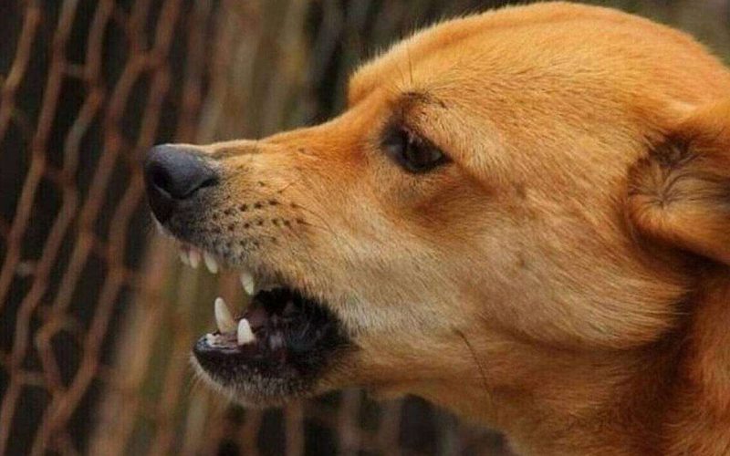 Κρήτη: Στο νοσοκομείο 12χρονος που δέχθηκε επίθεση από δεσποζόμενο σκύλο