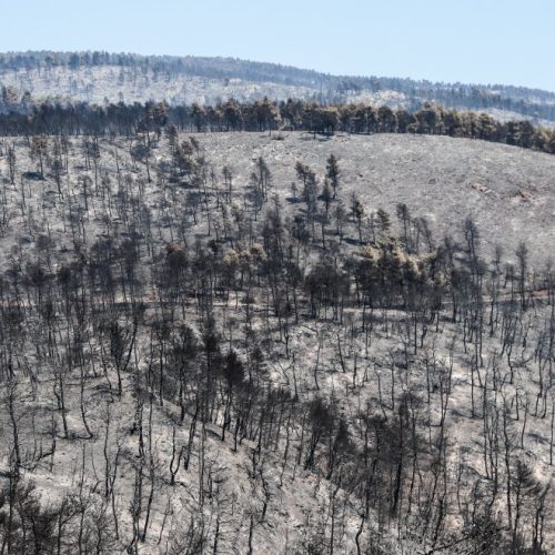 «Παιχνίδι» με τη φωτιά στην Εύβοια – Ομάδα παιδιών έβαζε φωτιές για… διασκέδαση