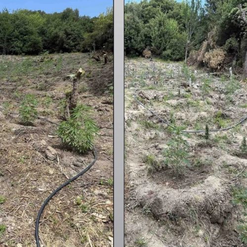 Λάρισα: Εντοπίστηκε οργανωμένη φυτεία κάνναβης – Συνελήφθησαν δύο αλλοδαποί
