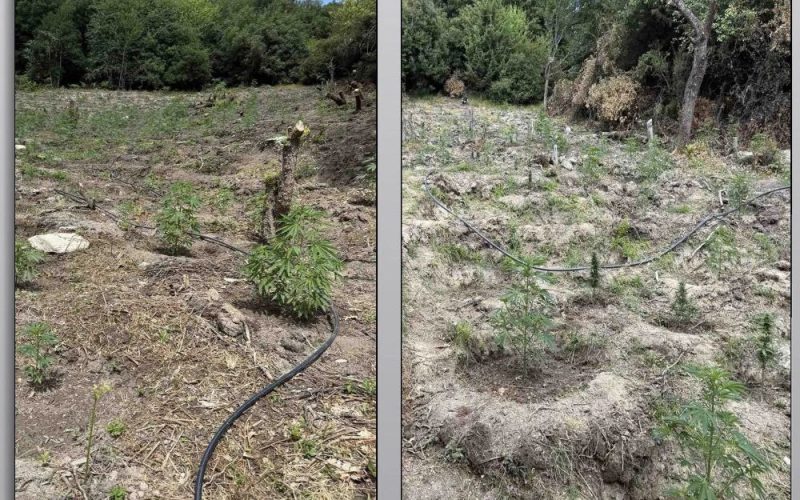Λάρισα: Εντοπίστηκε οργανωμένη φυτεία κάνναβης – Συνελήφθησαν δύο αλλοδαποί