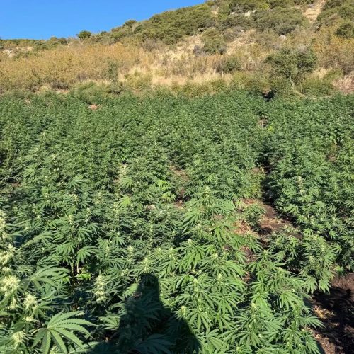 Λάρισα: Εντοπίστηκε φυτεία με 812 δενδρύλλια κάνναβης σε δύσβατη δασική περιοχή – «Χειροπέδες» σε 34χρονο αλλοδαπό (ΦΩΤΟ)