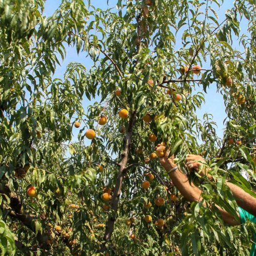 Ημαθία: Το χαλάζι κατέστρεψε τις καλλιέργειες πυρηνόκαρπων – Σε «ΑΠΟΓΝΩΣΗ» οι παραγωγοί!