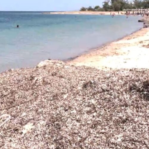 Νέα Ποτίδαια: Σωροί από φύκια κατακλύζουν τις ελεύθερες παραλίες – Τι καταγγέλλουν οι κάτοικοι