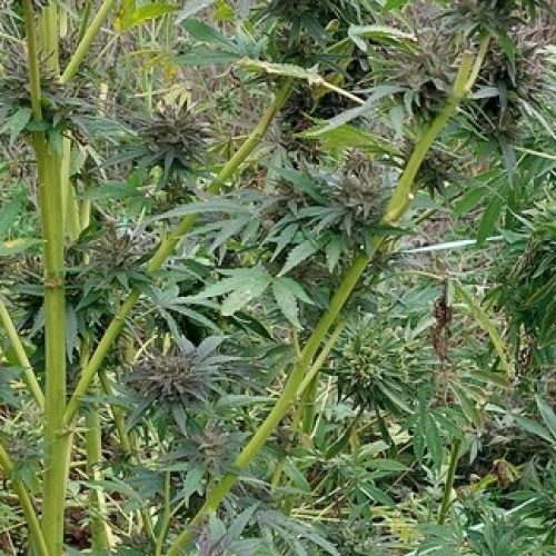 «Μίνι» χασισοφυτεία εντοπίστηκε δίπλα σε κοίτη ποταμού στην Πέλλα