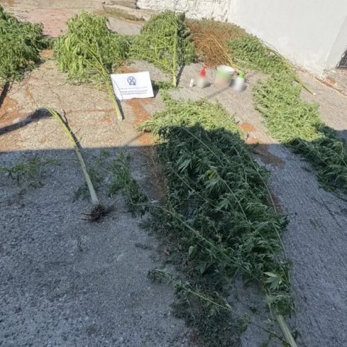 Συνελήφθη 36χρονος έπειτα από τον εντοπισμό δενδρυλλίων κάνναβης σε αγροτική περιοχή της Πέλλας