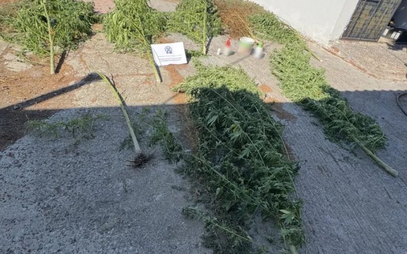 Συνελήφθη 36χρονος έπειτα από τον εντοπισμό δενδρυλλίων κάνναβης σε αγροτική περιοχή της Πέλλας