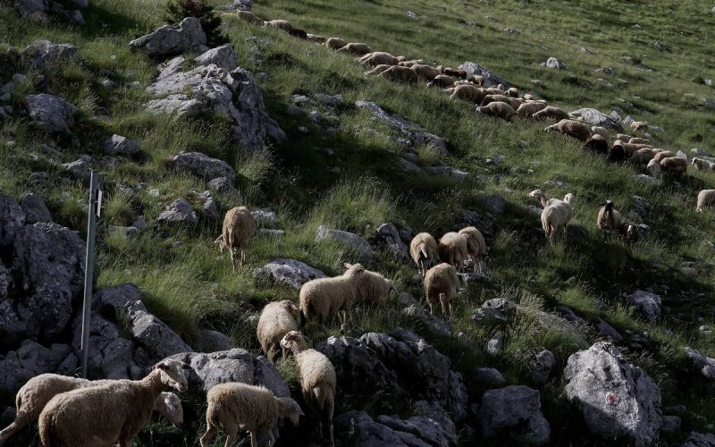 310.000 ευρώ για πλατφόρμα-φάντασμα για εμβόλιο ευλογιάς που οι κτηνοτρόφοι δεν έκαναν ποτέ
