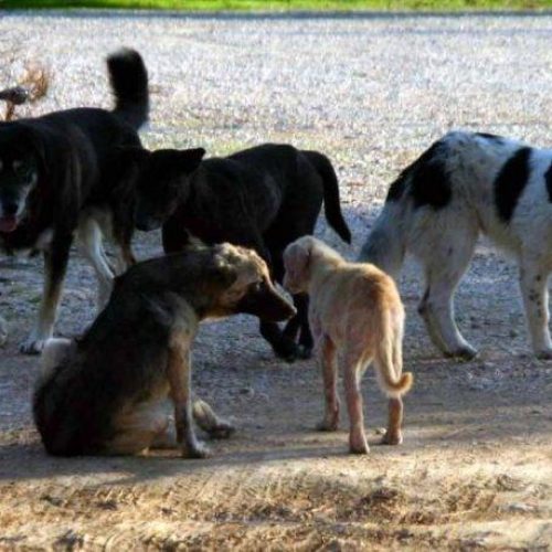 Αγρια επίθεση αγέλης σκύλων σε γυναίκα στο κέντρο του Αγρινίου