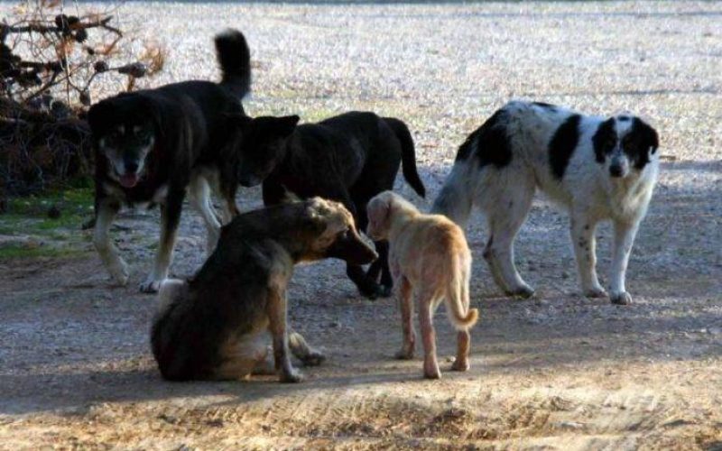 Αγρια επίθεση αγέλης σκύλων σε γυναίκα στο κέντρο του Αγρινίου