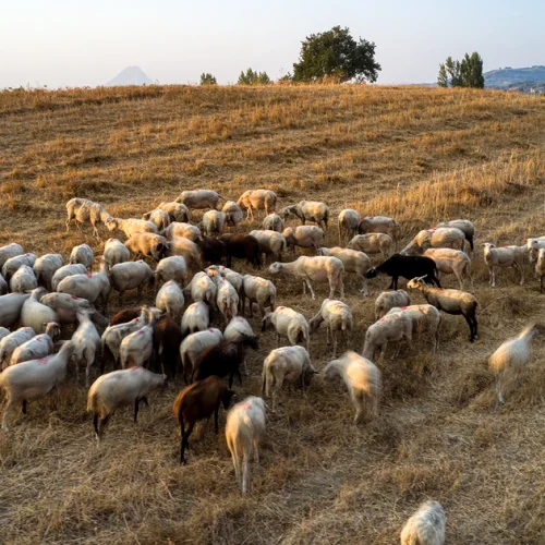Στα κάγκελα οι κτηνοτρόφοι: «Ότι επιδότηση μπήκε μας την πήρε η εφορία»