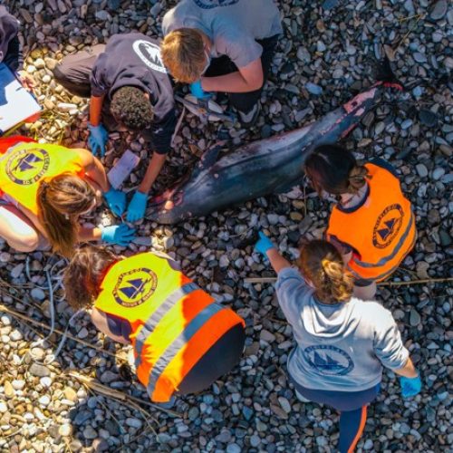 ΘΡΗΝΟΣ ΣΤΟ ΑΙΓΑΙΟ: Νεκρό ζωνοδέλφινο στη Σάμο