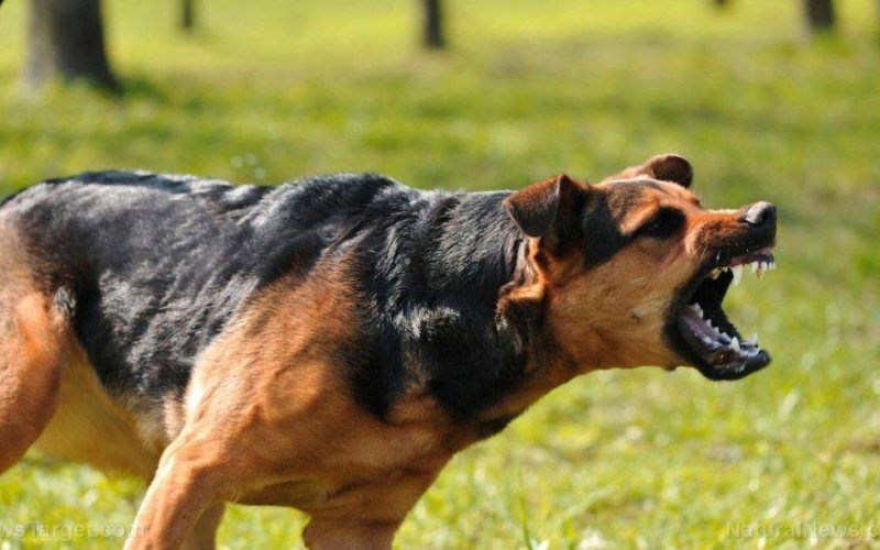 Ρέθυμνο: Αγρια επίθεση σκύλου σε μητέρα και την 4χρονη κόρη της