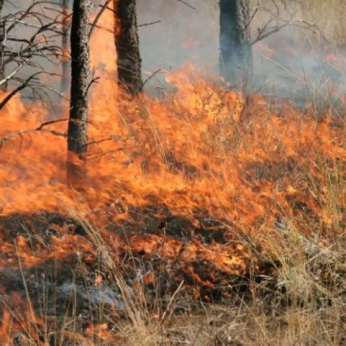 Φωτιά στη Φιλοθέη Αττικής