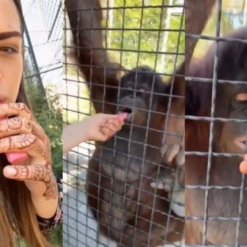 Πέρα από κάθε λογική: Influencer-μποξέρ καταστρέφει σπάνιο ζώο για λίγα views! (ΒΙΝΤΕΟ)