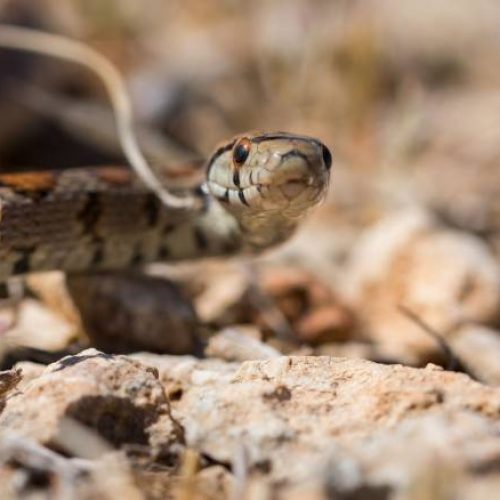 Ο ΔΕΔΔΗΕ τώρα πιάνει και φίδια – Συγκλονιστική διάσωση στην τελευταία στιγμή!