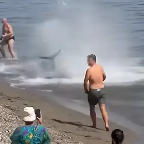 Πανικός σε παραλία της Μαρμπέγια: Νόμιζαν ότι ήταν καρχαρίας, αλλά ήταν τόνος 300 κιλών (βίντεο)