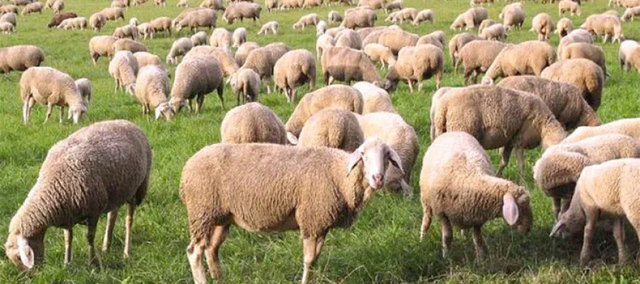 Εκθεση αξιολόγησης της Ευρωπαϊκής Ενωσης για τον εμβολιασμό στα ζώα «αδειάζει» την κυβέρνηση Μητσοτάκη