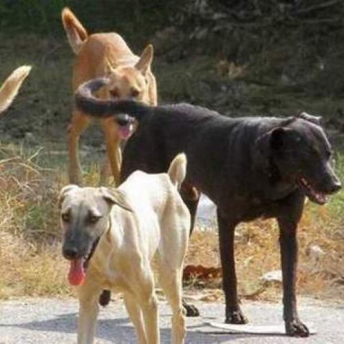 “ΕΠΙΘΕΣΗ” Αδέσποτων σε νεαρό άνδρα στην Πάτρα – Δεύτερο περιστατικό μέσα σε λίγες ώρες – Κάτοικοι καλούν τον Δήμο να βρει λύση
