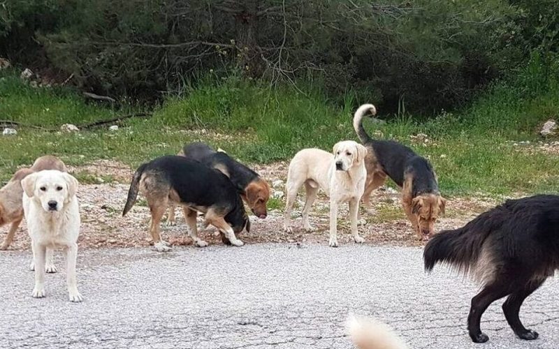 Βόλος: Στην Αθήνα για μόσχευμα στο αυτί ο 6χρονος μετά την επίθεση σκύλου – Με τραύματα και η μητέρα
