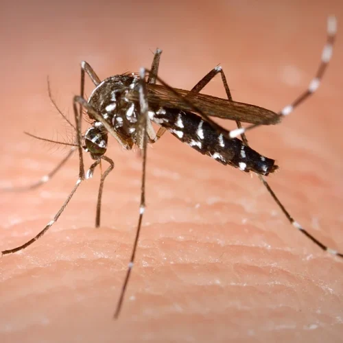 Ο «ιός chikungunya» έφτασε στην Αγγλία