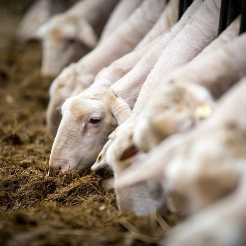 Επέκταση της επιδημίας αφθώδους πυρετού στη Μυτιλήνη – Θανατώνονται εκατοντάδες ζώα