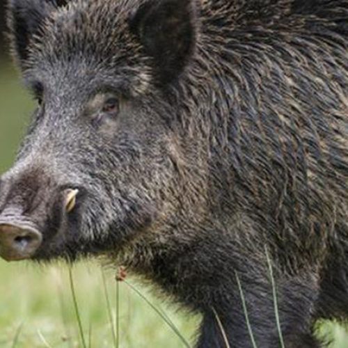 Κοζάνη: Κυνηγός πήγε να δεί αν το αγριογούρουνο ήταν νεκρό και εκείνο του επιτέθηκε