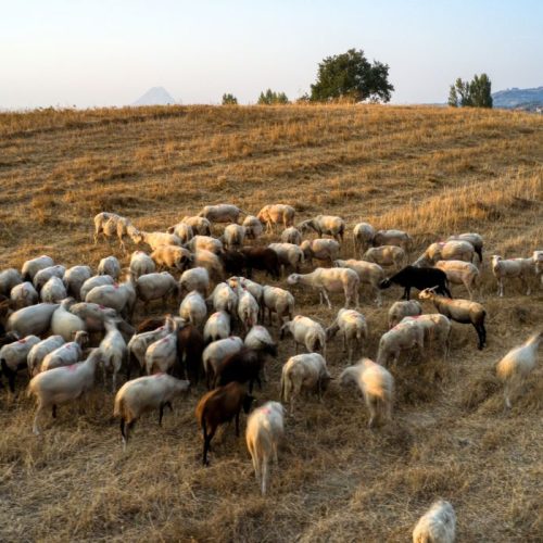 Σε 10 μέρες η ευλογιά υπό έλεγχο; Οι ειδικοί απαντούν
