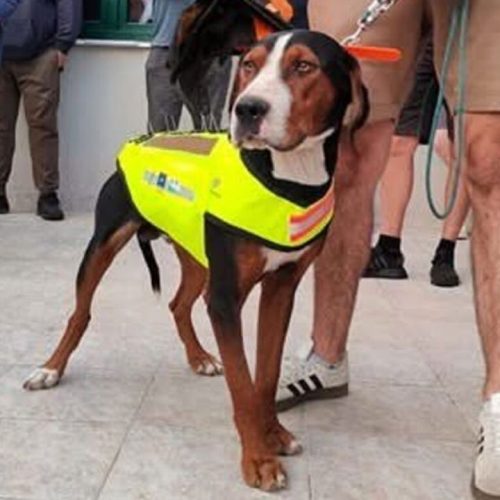 Θεσσαλονίκη: Κυνηγόσκυλα με φωσφοριζέ γιλέκα… και καρφιά για προστασία από λύκους!