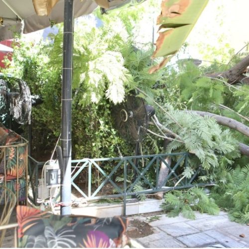 Αθήνα: Καταγγελία αυτόπτη για πτώση δέντρου – «Ήταν σάπιο, είχαμε προειδοποιήσει τον Δήμο»