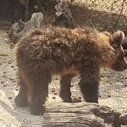Η Κίρκη, το αρκουδάκι που τραυματίστηκε σε τροχαίο, αναρρώνει και ετοιμάζεται να επιστρέψει στη φύση