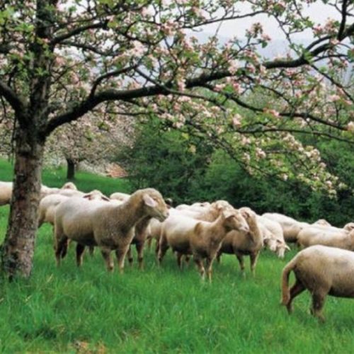 Κρήτη: Συνελήφθησαν τρία μέλη σπείρας ζωοκλοπών σε Ρέθυμνο και Φαιστό