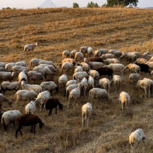 Σερρες σε κρίση: Πάνω από 20.000 ζώα θανατώθηκαν λόγω ευλογιάς