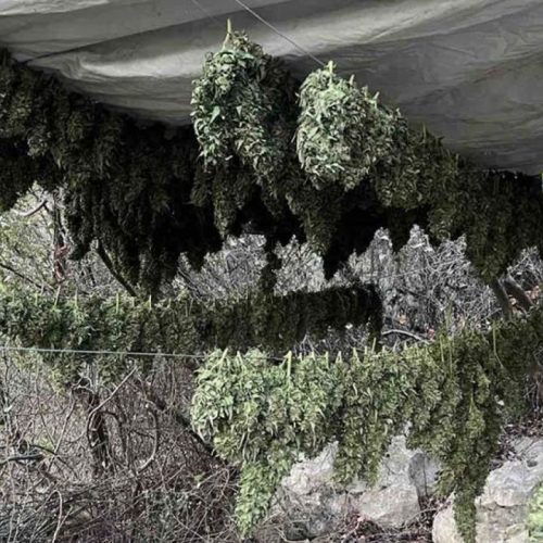 Ηράκλειο: 57χρονος συνελήφθη με 17 κιλά κάνναβης και 46 δενδρύλλια – σοκ στο σπίτι του