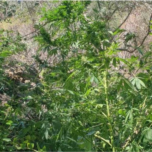 ΦΥΤΕΙΑ-ΚΟΛΟΣΣΟΣ: Δύο άνδρες καλλιεργούσαν 130 δενδρύλλια κάνναβης και έκρυβαν 3 κιλά χασίς στο σπίτι τους!
