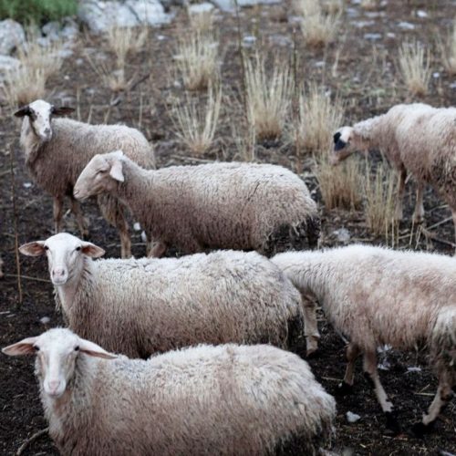 Η εξάπλωση της ευλογιας των αιγοπροβάτων απειλεί τη φέτα – Αναμένεται έκρηξη των τιμών