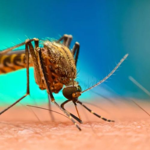 Κρήτη: 60χρονος νοσηλεύεται με μηνιγγίτιδα – πρώτο κρούσμα ιού του Δυτικού Νείλου