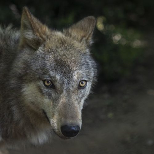 Συναγερμός στη Χαλκιδική: Λύκος εμφανίστηκε ξανά στη Μεγάλη Παναγία