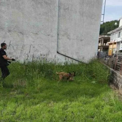 Σκύλος «ήρωας» εντόπισε δηλητηριασμένα «δολώματα»
