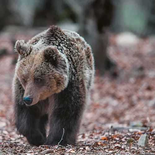 Εορδαία: Aρκούδα εισέβαλε σε κοτέτσια, προσοχή στους κατοίκους