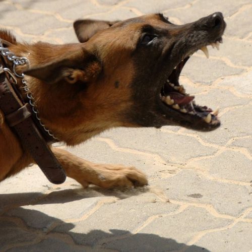 Σκύλος επιτέθηκε σε πεζό και σκότωσε το κατοικίδιό του