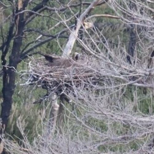 Ελπίδα στο Δάσος της Δαδιάς: Γεννήθηκαν οι πρώτοι μαυρόγυπες σε τεχνητές φωλιές μετά τη μεγάλη φωτιά