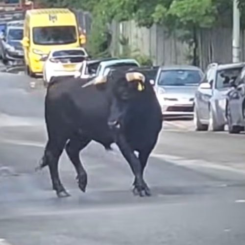 Φρικτό δυστύχημα: 22χρονος νεκρός μετά από επίθεση ταύρου!
