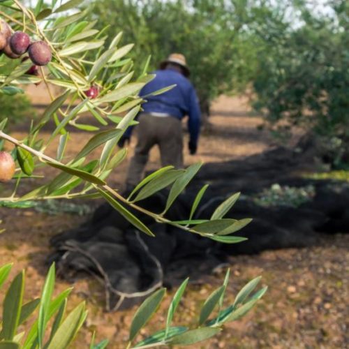 Ξεκινά το σχέδιο για 5.000 εργάτες γης από την Αίγυπτο