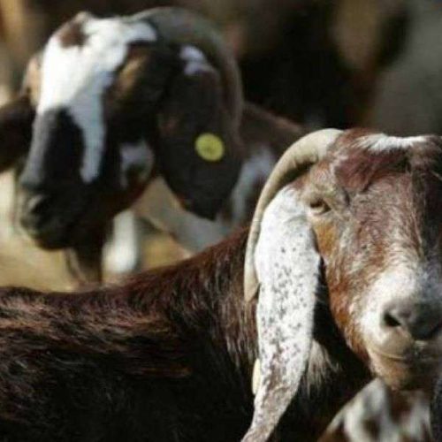 Ευλογιά των προβάτων: Αυξάνονται οι φόβοι για lockdown – Ποια σενάρια εξετάζονται