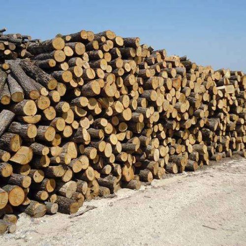 Θεσσαλονίκη: Κακουργηματική δίωξη σε 35χρονο για παράνομη υλοτομία στο δάσος της Αρέθουσας