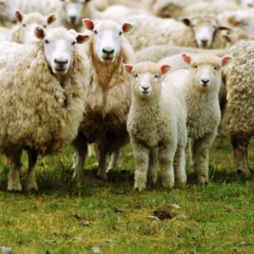αποφεύχθηκε στο παρά πέντε το lockdown λόγω ευλογιάς αιγοπροβάτων — σφίγγει ο έλεγχος