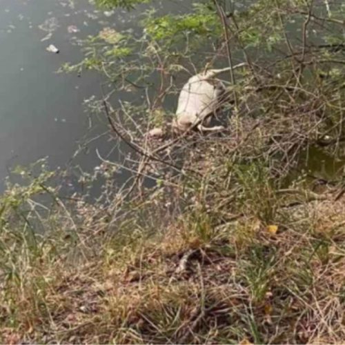 Σοκ στον Πηνειό: Νεκρά πρόβατα πετάχτηκαν στη μέση του ποταμού